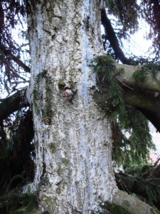 Exudate sap  from a  conifer (spruce)
