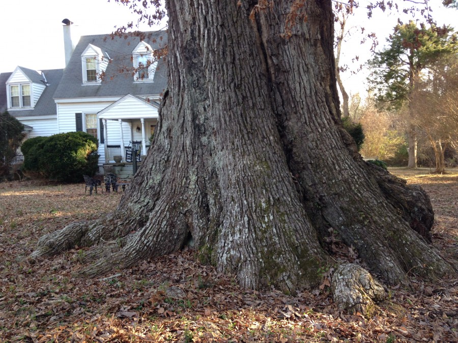 US National Champion White Oak Tree – Historic Tree Care