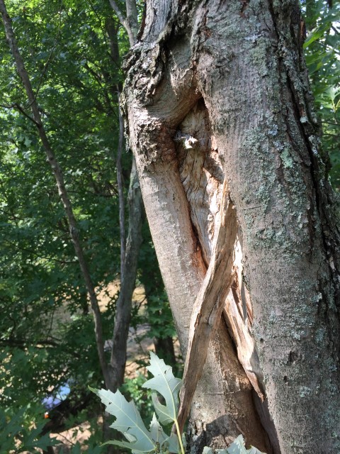 007 (Small) – Historic Tree Care